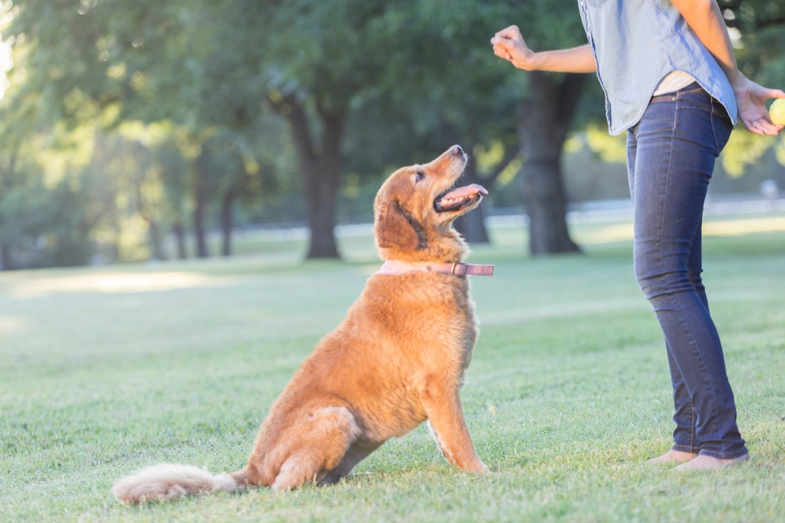 Understanding Dog Behavior as a Sitter