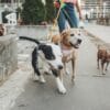 Three dogs of different breeds being walked on leashes by a person along a paved path with greenery and buildings in the background.