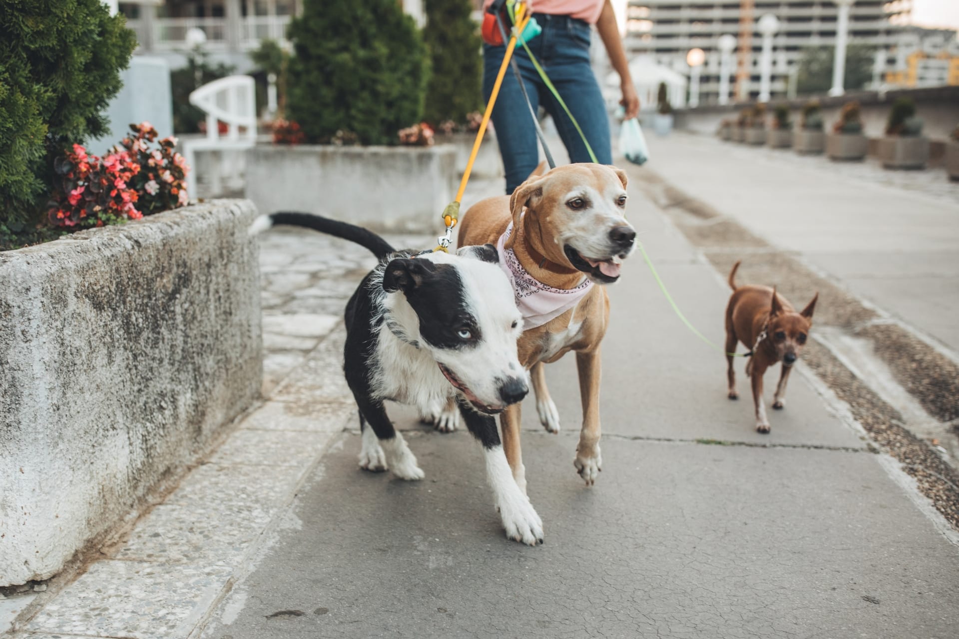 Three dogs of different breeds being walked on leashes by a person along a paved path with greenery and buildings in the background.