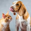 A beagle with its tongue out sits next to an orange cat.