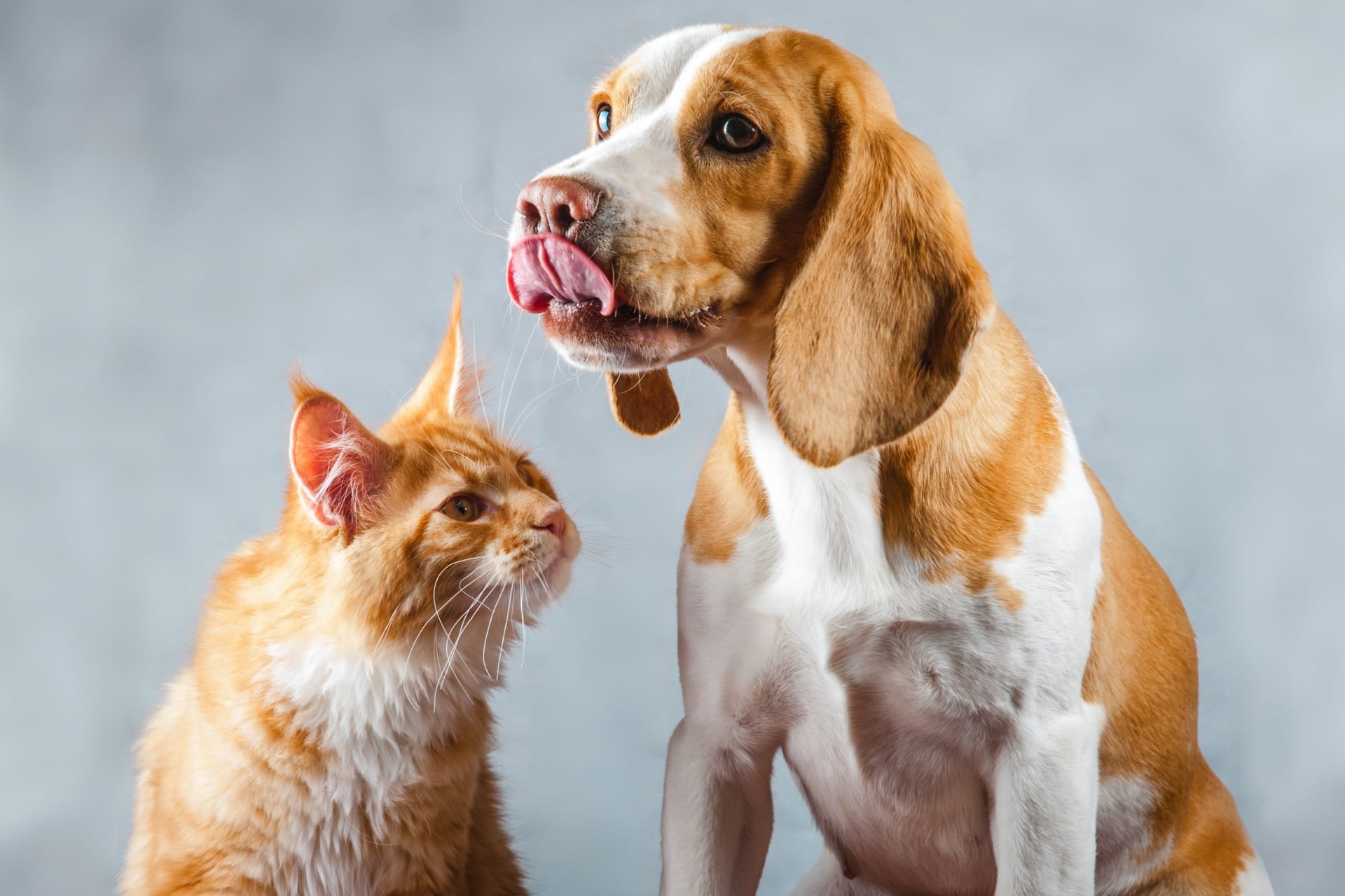 A beagle with its tongue out sits next to an orange cat.