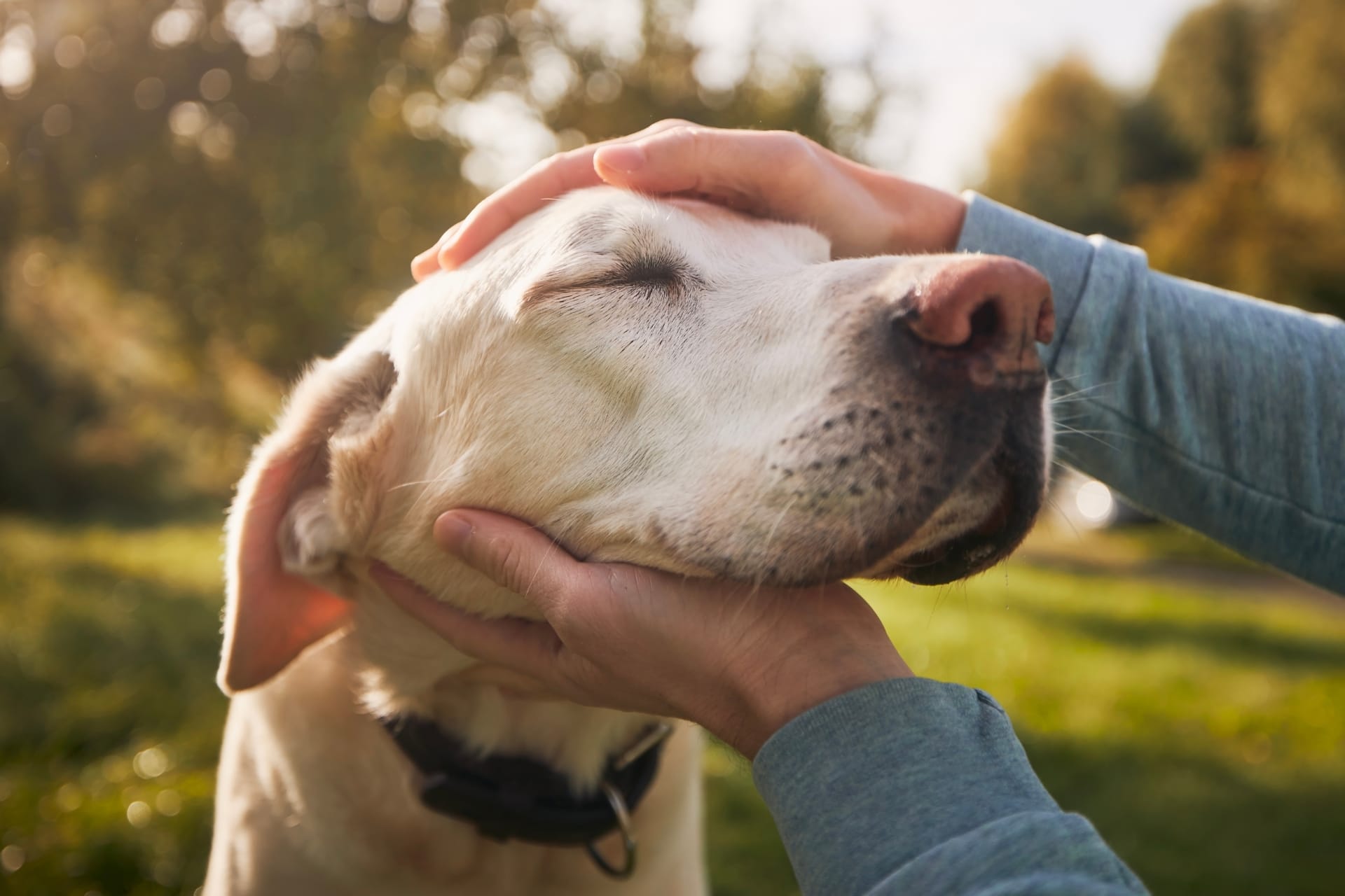 A person gently pets a golden retriever's head in a sunny park.