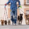 A man walks five dogs on leashes down a street.
