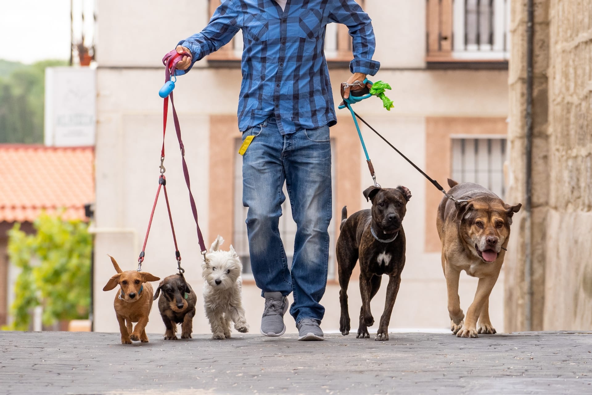 A man walks five dogs on leashes down a street.