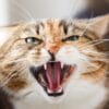 A tabby cat with bared teeth and narrowed eyes hisses aggressively, showcasing its wild side in a close-up portrait.