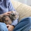 A person in a cozy sweater sits on a chair with a shy cat comfortably nestled in their lap, creating a warm, affectionate indoor scene.