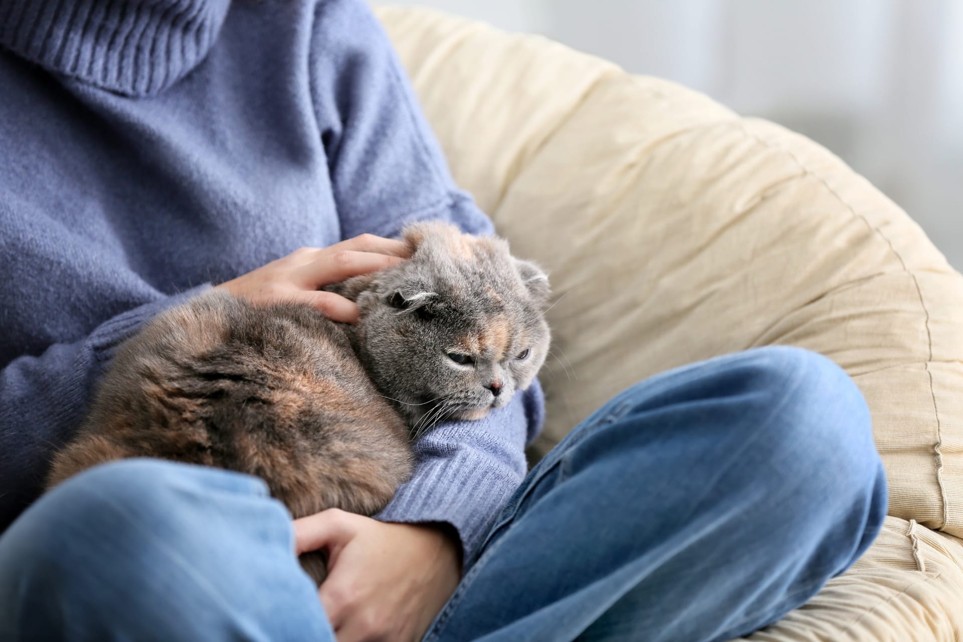 A person in a cozy sweater sits on a chair with a shy cat comfortably nestled in their lap, creating a warm, affectionate indoor scene.