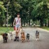 A person rollerblades while walking five dogs on leashes in a park.