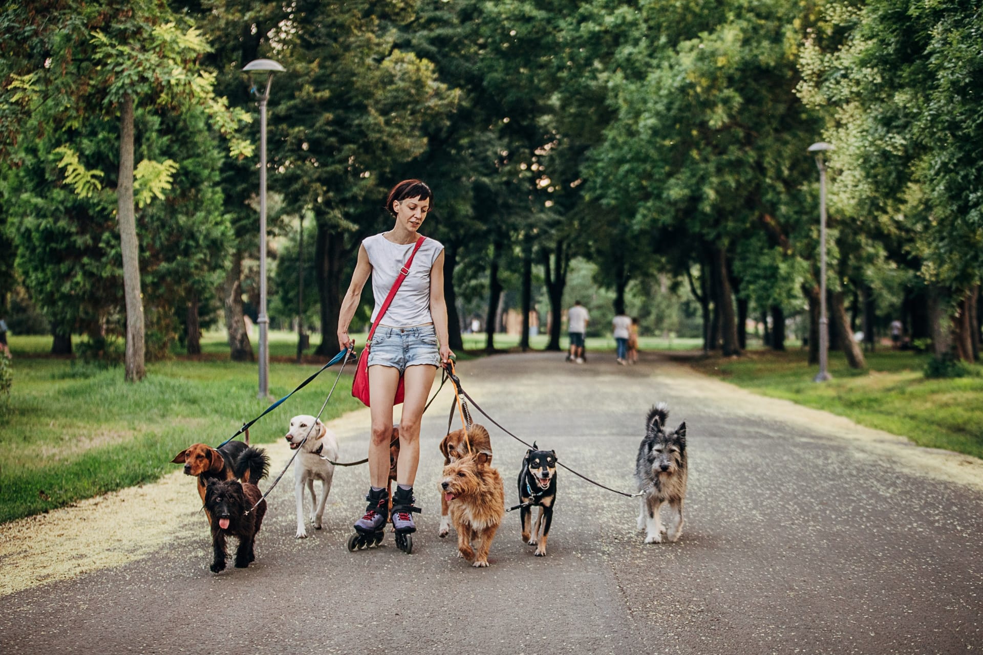 A person rollerblades while walking five dogs on leashes in a park.