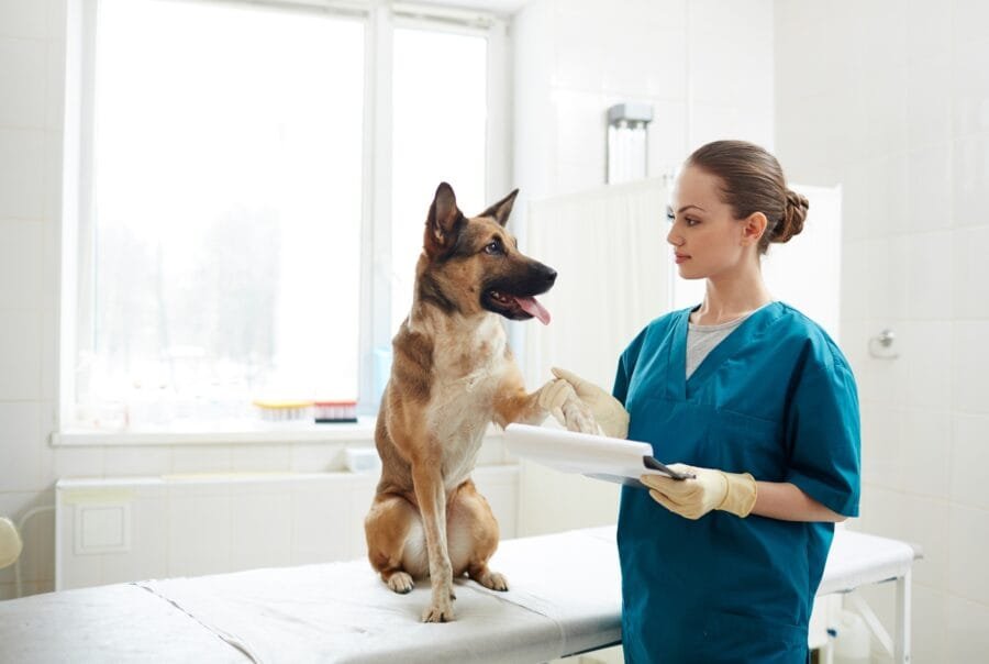 A veterinarian in blue scrubs shakes paws with a sitting German Shepherd on an exam table in a bright clinic room.