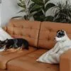 Two small dogs relax on a brown leather couch with pillows in a sunlit room with plants.