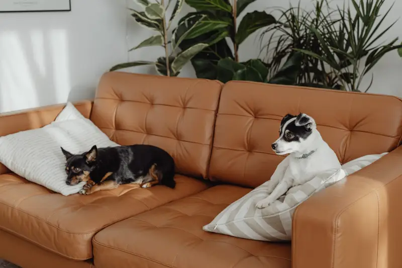 Two small dogs relax on a brown leather couch with pillows in a sunlit room with plants.