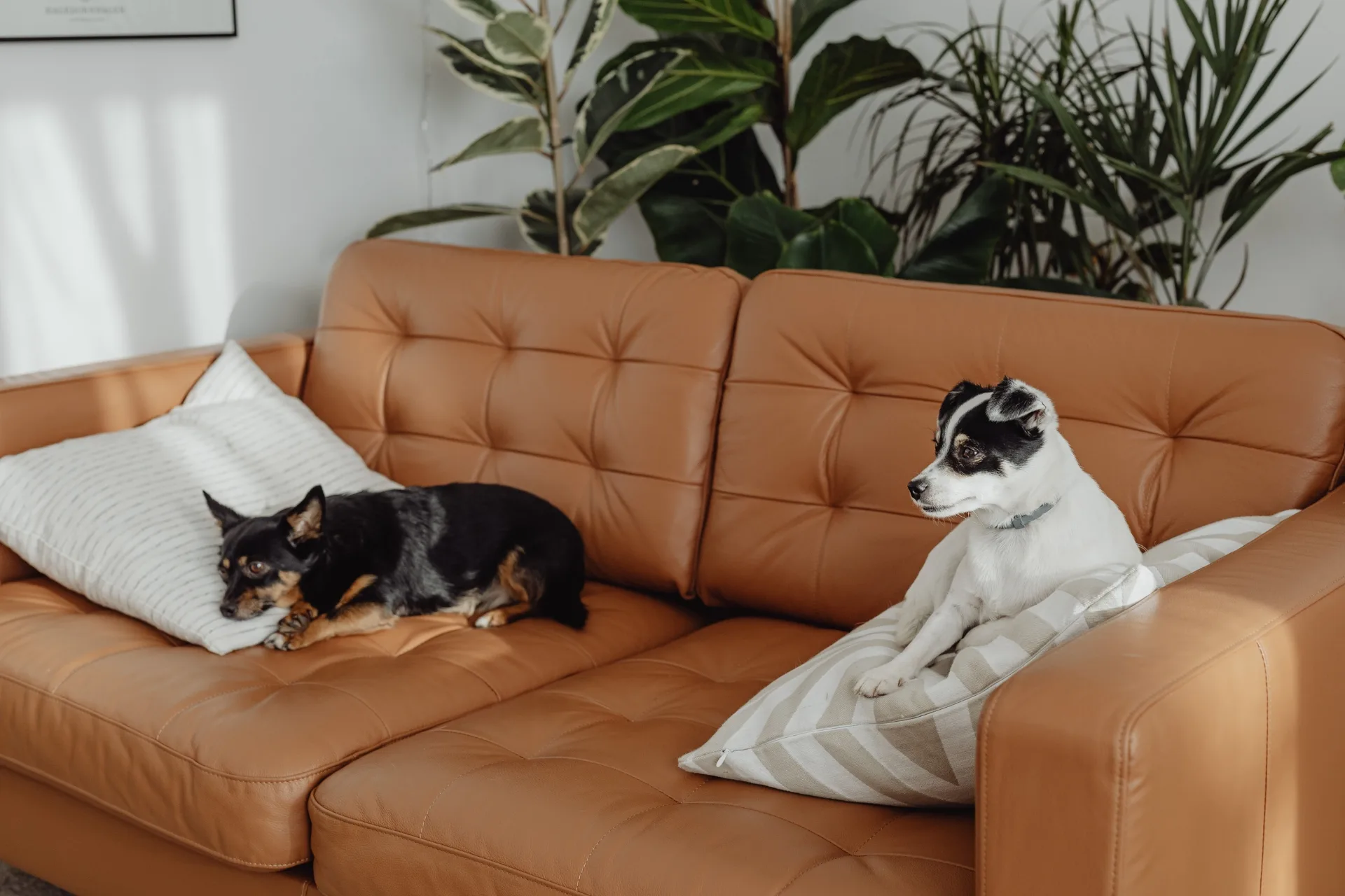 Pet Sitter Home Tour: The Walkthrough That Prevents Disaster